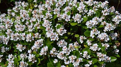 Raphiolepis indica - زالزالک هندی (رافیولپیس)